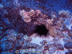 Hawaii by Paul Mason 
